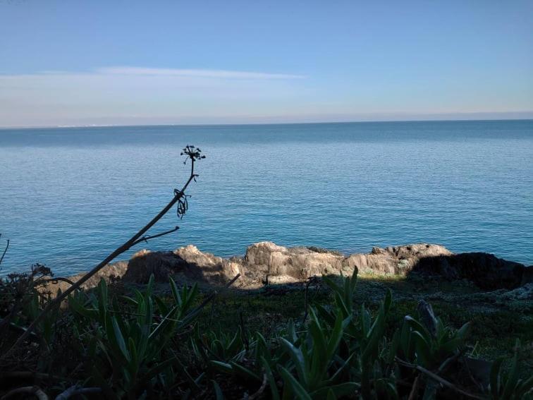 4Rb4 Appartement Type T2 Bord De Mer Acces Plage Direct Collioure Eksteriør billede